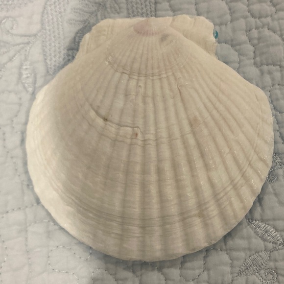 Blue/White Octopus Shell - Picture 2 of 3